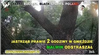 Malwin was scared. The hawk spends more than an hour in the nest Black Storks from Poland (2017)