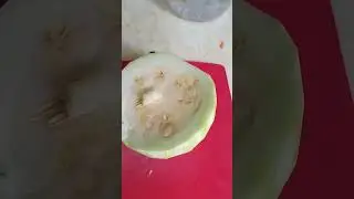 Круглый кабачокТеща хлебосольная. Мой отзыв
