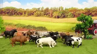 BULLS / Toro / TOURO /Toros