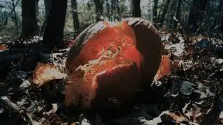 Worshipper - One of My Turns (Pink Floyd) [Official Music Video]