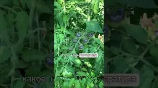 Когда прищипывать помидоры? #дача #огород #сад #garden #овощи #урожай #лето #помидоры