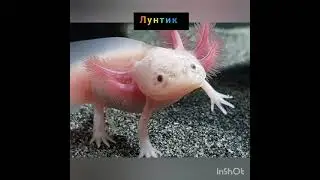 Персонажи из мультфильма 