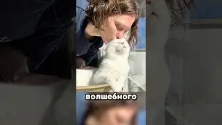 Kittens making biscuits