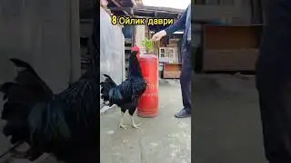 ХУРОЗИМ МАНИ БАЙ БАЙ БАЙ 🦖