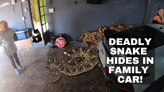 DEADLY SNAKE HIDES IN FAMILY CAR!