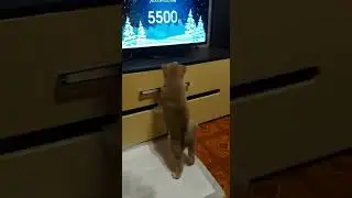 Акита Ину 1,5 месяца. Акита инну 1 день в новом доме
