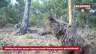 Kütahya’da boz ayının kaşınma keyfi fotokapanlarla görüntülendi