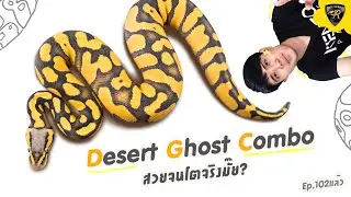ไขข้อสงสัยยีนส์ Desert Ghost Combo เอามาเทียบให้ดูตั้งแค่เล็กจนโต  l Reality Ball Python 