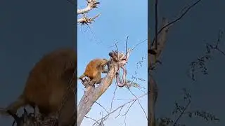 Monkey and King Cobra 😳 #animals #shortsfeed #shortsvideo #shortsviral #shorts