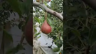 ВИДНАЯ! ГРУША! 