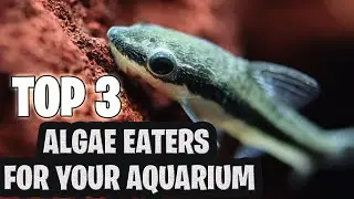 The Top 3 Algae Eaters for Your Aquarium