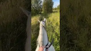 #horse #pony #horseriding #jumping #equestrain #equestrianjumping #лошади #horsejumping #horseing