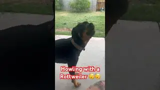 Having a howl off with a Rottweiler 🤣 #rottweiler #labrador #dogs #howling #funny #comedy #puppy