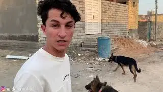 لقاء يؤدي الى صراع قوي _ بين كلبي روك وكلب من عائلة لوسي!😓
