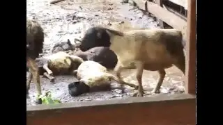 Wafugaji Isinya wapata hasara baada ya mvua kubwa