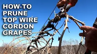 Growing Grapes ― Pruning Cold Hardy Top Wire Cordon Vines