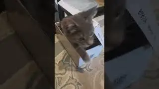 А Домик стоит без дела🤷‍♀️