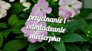 przycinanie i odmładzanie niecierpka