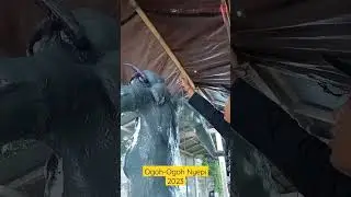 Ogoh-ogoh nyepi 2023 |#ogohogoh  barong bangkung #shorts #ragabali