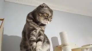 Тишка трусишка