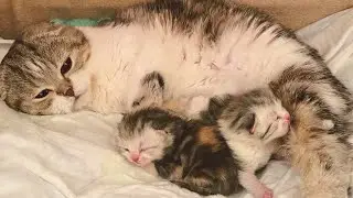 Мама кошка  с любовью смотрит на своих крошечных котят и не отходит от них