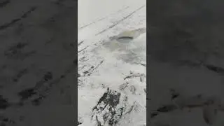 животные а не люди!!!