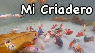1er video Mi criadero