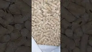 наполнитель для туалета кошки с жуками