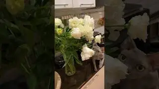 Тэфи #сфинкс так любит цветочки😹🫶 #cute #hairlesscat #funny #shortsvideo #sphynx #cat #meow #rose