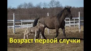 В каком возрасте крыть кобылу