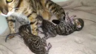 Бенгальские котята (котятам 10 дней)