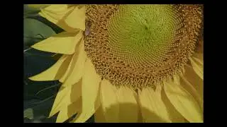 SZABBER film  Nr;  8