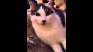 My Cats Lullaby