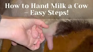 How to Hand Milk a Cow: Step-by-Step Guide for Beginners