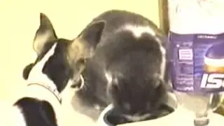 приколы с котами 1