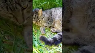 бездомная кошечка Рыся... выкинутая...
