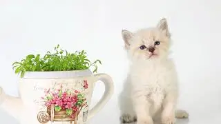 Cute boy. Efim Dikoe Pole