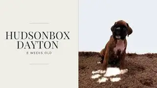 Hudsonbox Dayton @ 6 weeks old
