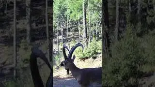 KÜPELİ YABAN KEÇİSİ! #wildgoat #yabankeçisi #keçi #youtubeshorts #wildlife #keşfet #animals #nature