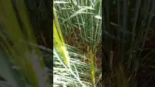 ячмень 29.04.2023