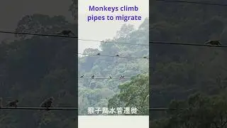 Monkeys using pipes to move 猴子爬水管搬遷