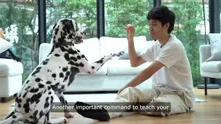 Dog Training Tips