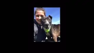 Tinto, our long term resident dog, found his forever home