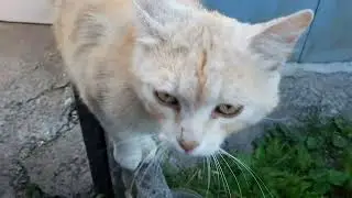 😼Нарешті відірвала бірки/Рижик,Приблуда та Айза на городі@tvbilatserkvaua2282 @tarot7777