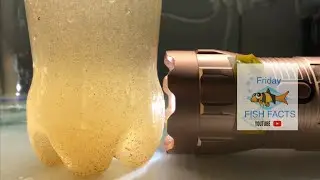 The **EASIEST** DIY Brine Shrimp Hatchery