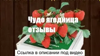 Чудо ягодница отзывы - чудо-ягодница сказочный сбор – домашняя ягодница - отзывы.