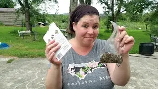 Planting carrots for the fall- Zone 7B- How to plant and amend soil for fall crops