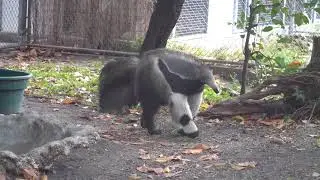 ZOO Miami. МУРАВЬЕД