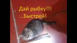 Кормим котика по расписанию. Кот радостный, разговаривает со мной и я ему отвечаю