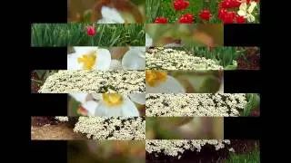 ИБЕРИС,  или  СТЕННИК  (IBERIS)  сем. Крестоцветные